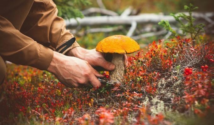 Пам'ятка щодо профілактики отруєнь грибами