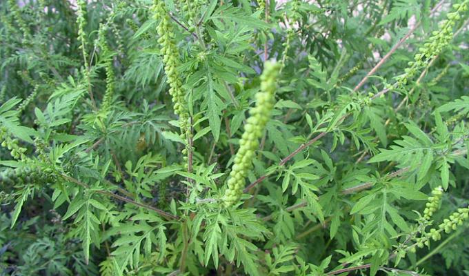 Явище амброзії полинолистої (Ambrosia artemisiifolia L.) як проблема загальнодержавного рівня.
