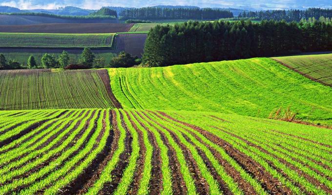 Поняття та порядок використання нерозподілених, невитребуваних земельних ділянок та земельних часток (паїв)