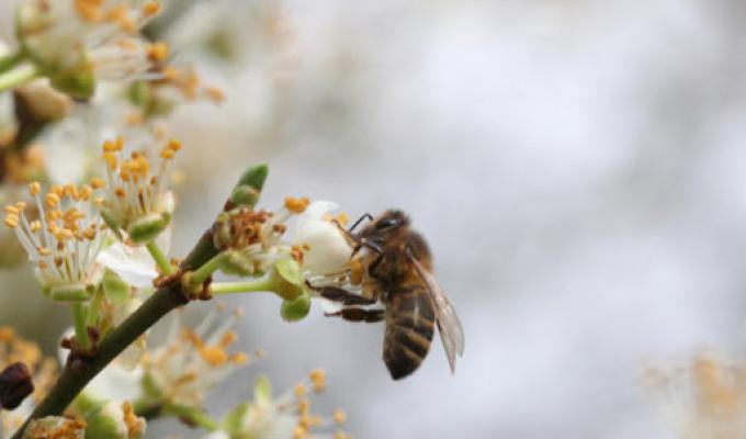 Передбачені державні заходи з підтримки галузі бджільництва