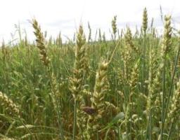 Короткостроковий прогноз  появи та розвитку шкідників і хвороб сільськогосподарських культур у Біловодському районі за даними державної фітосанітарної інспекції на травень 2020 року