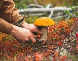 Пам'ятка щодо профілактики отруєнь грибами