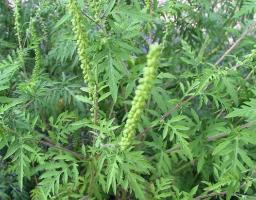 Явище амброзії полинолистої (Ambrosia artemisiifolia L.) як проблема загальнодержавного рівня.