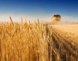 Луганщина аграрна: прифронтова область дала рекордний врожай за 10 років